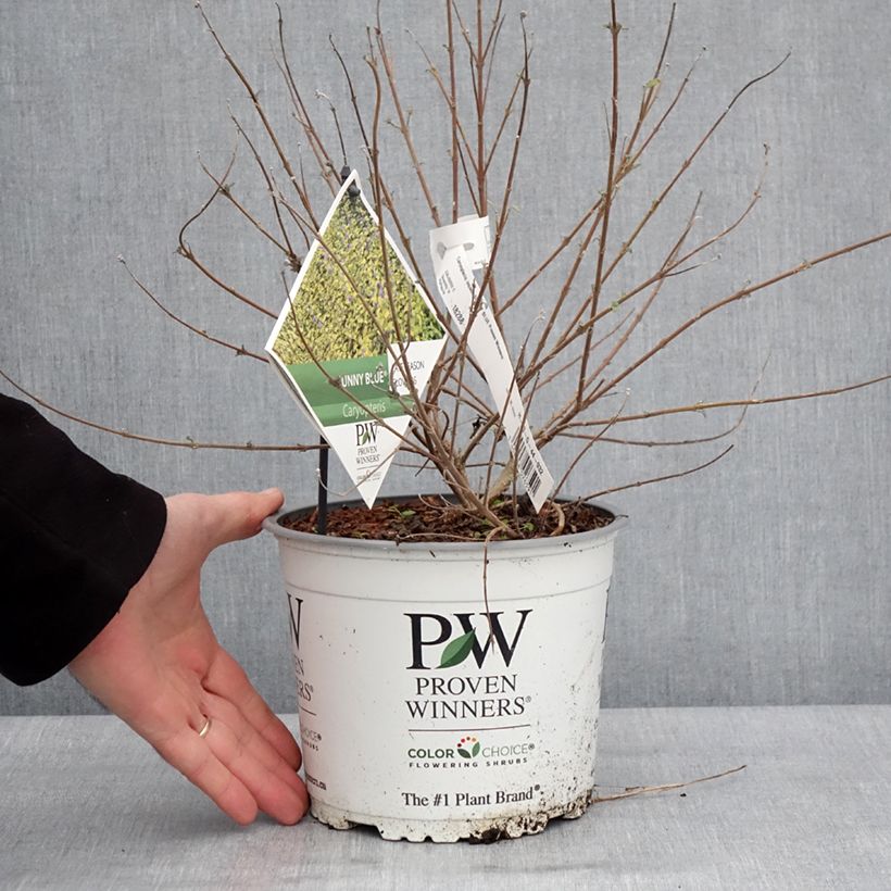 Esimerkki talvella toimitetusta Caryopteris incana Sunny Blue - Spirée bleue, Barbe bleue Pot de 2L/3L-taimesta