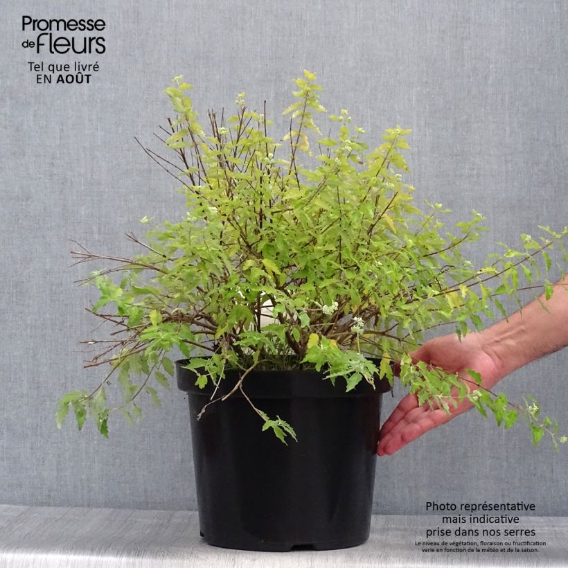 Esimerkki kesällä toimitetusta Rohtorautaoksa Sunshine Blue Pot de 7,5L/10L-taimesta