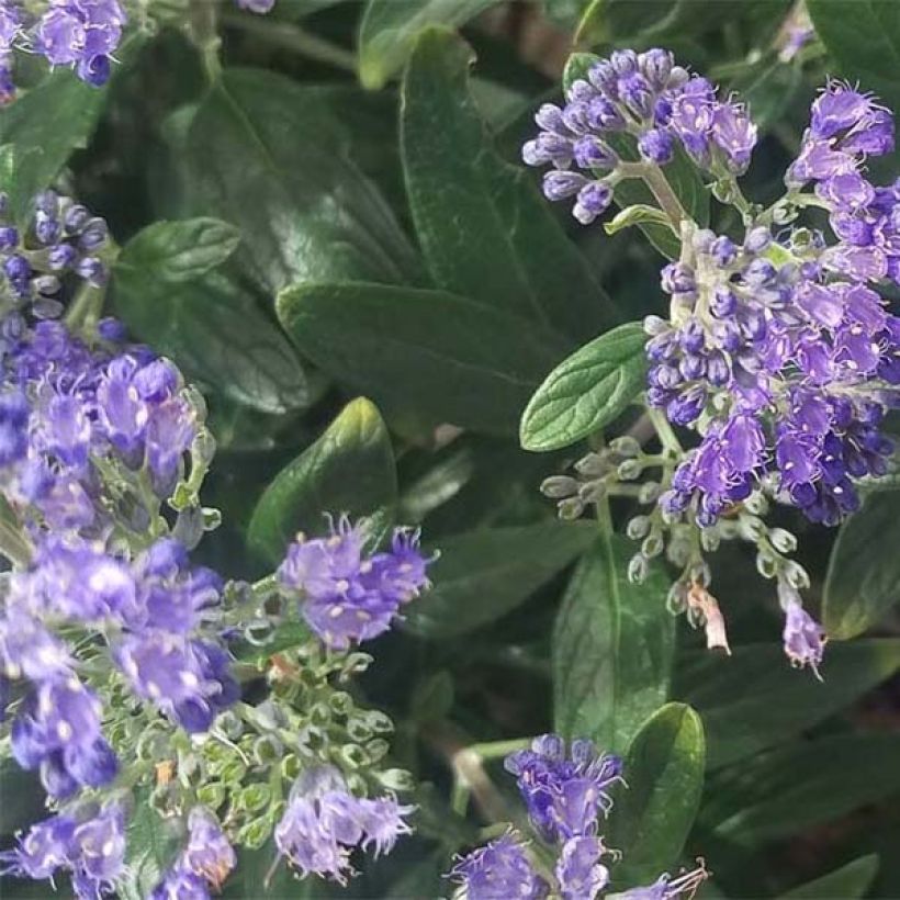 Jalorautaoksa Petit Bleu (Lehvistö)