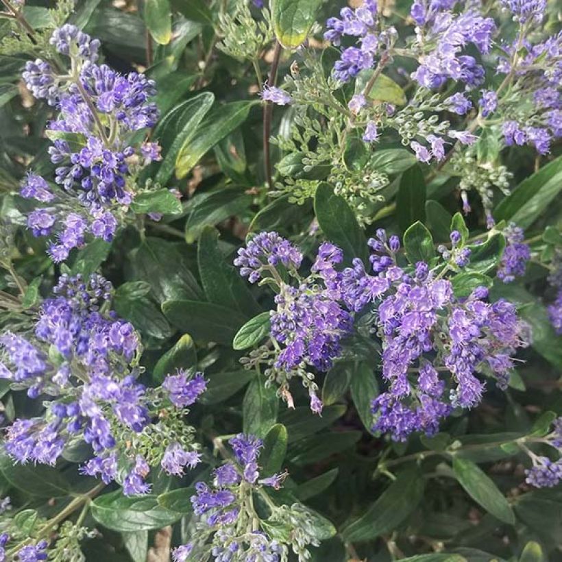 Jalorautaoksa Petit Bleu (Kukinta)