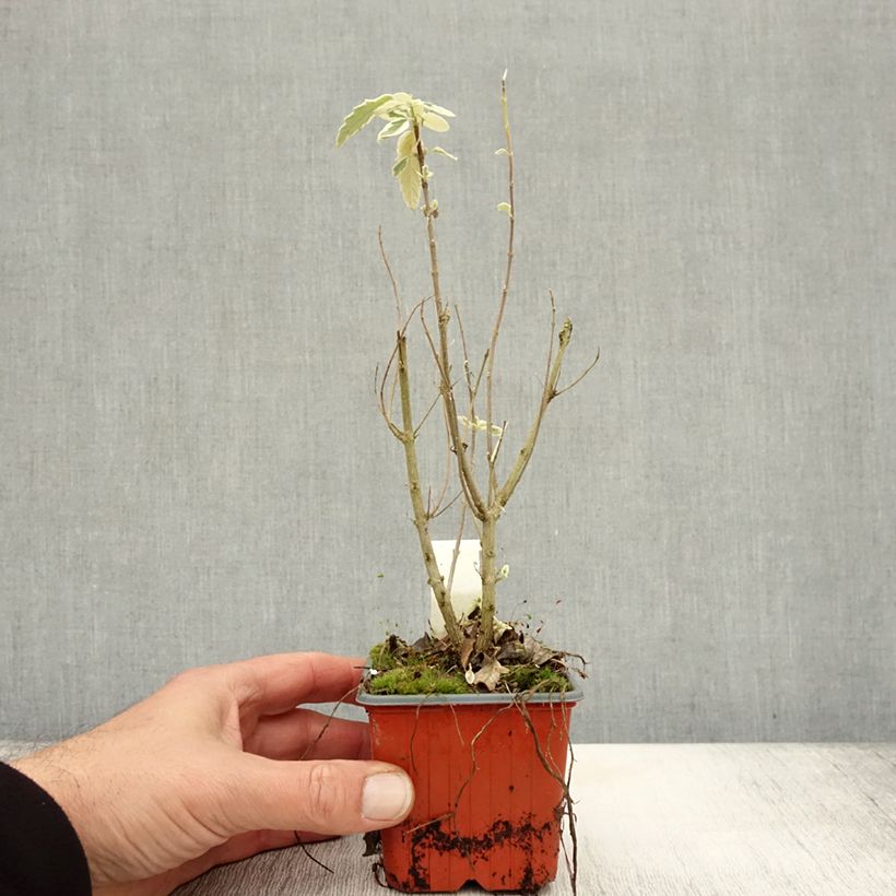 Esimerkki syksyllä toimitetusta Jalorautaoksa White Surprise 8/9 cm taimiruukku-taimesta