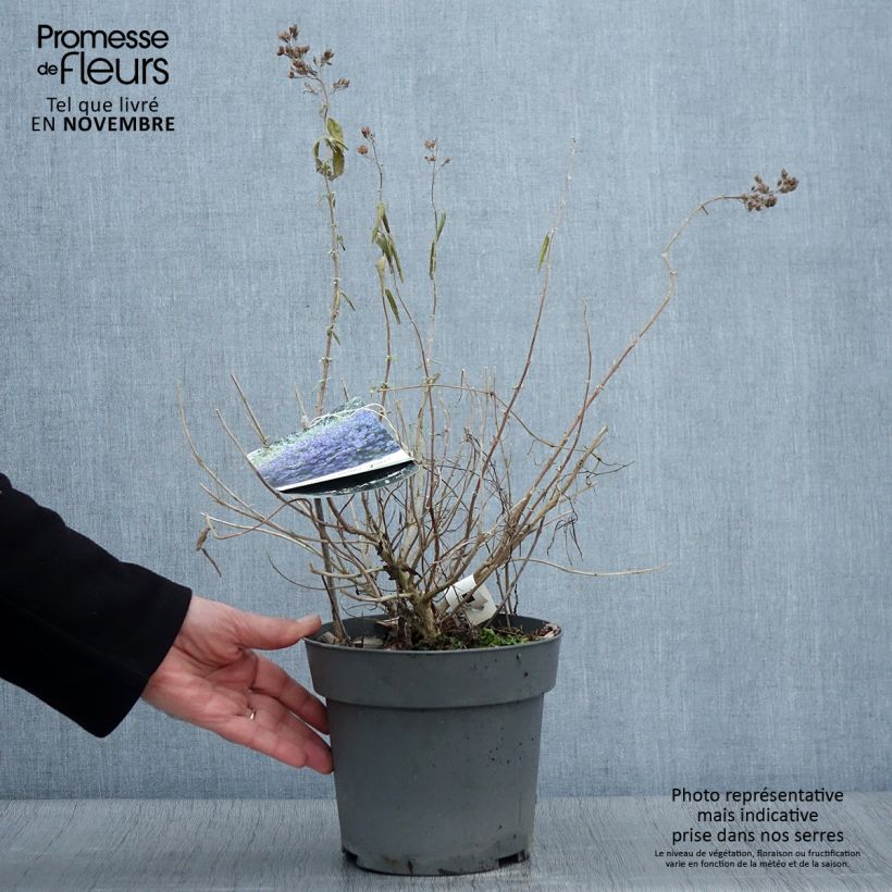 Esimerkki syksyllä toimitetusta Caryopteris x clandonensis Blauer Spatz (Oiseau Bleu) Pot de 3L/4L-taimesta