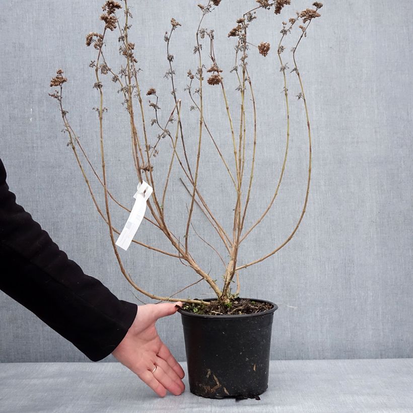 Esimerkki talvella toimitetusta Caryopteris x clandonensis Blue Fountain Pot de 3L/4L-taimesta