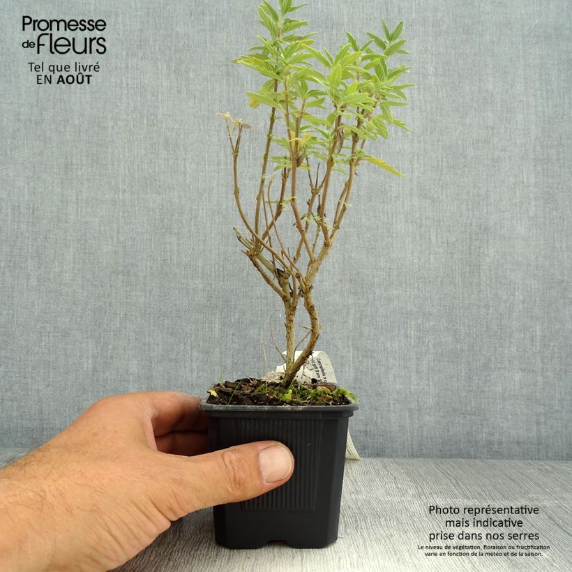 Esimerkki kesällä toimitetusta Jalorautaoksa Pavilion Pink 8/9 cm taimiruukku-taimesta