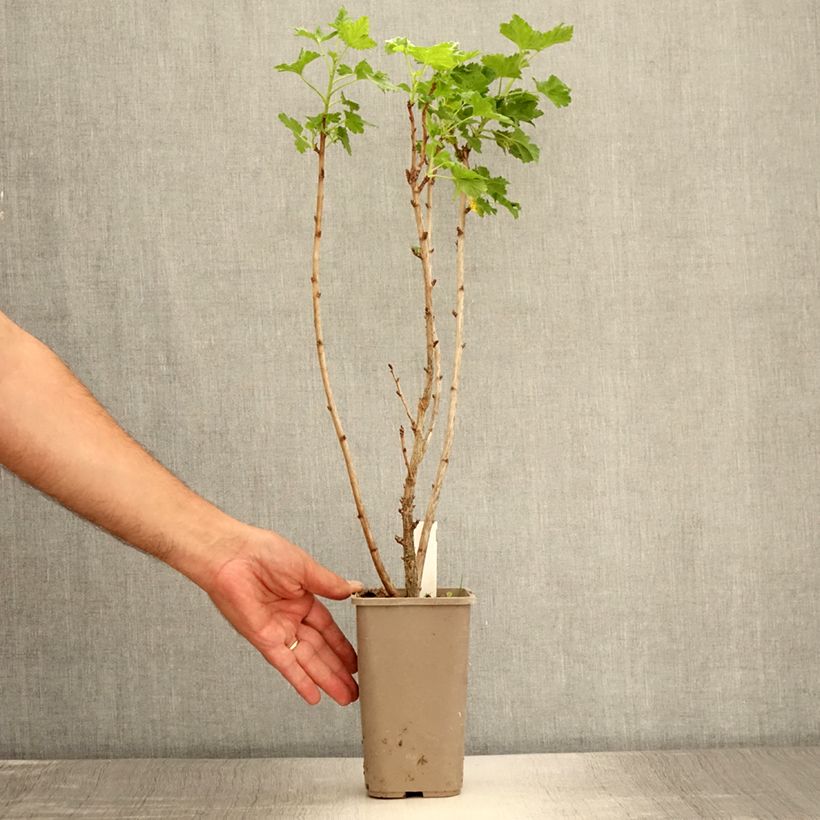 Esimerkki kesällä toimitetusta Herukka ConfiBerry Jodeli 1,5 litran / 2 litran kannu, Pensas-taimesta