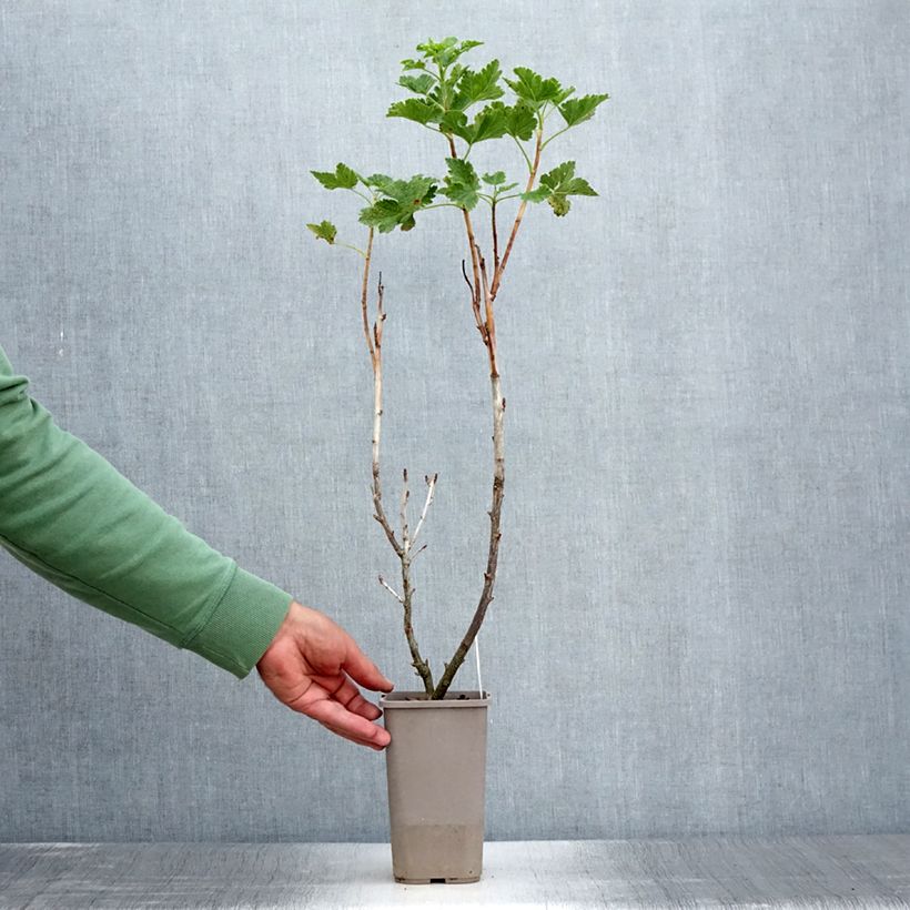 Esimerkki kesällä toimitetusta Herukka ConfiBerry Jofruti 1,5 litran / 2 litran kannu, Pensas-taimesta