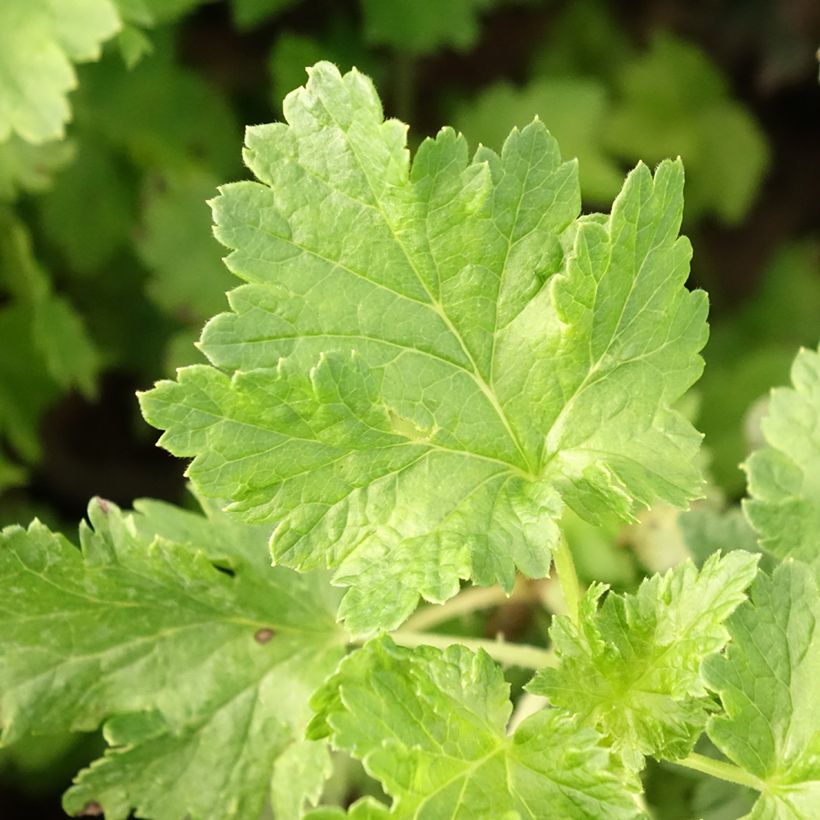 Herukka ConfiBerry Jogusto (Lehvistö)
