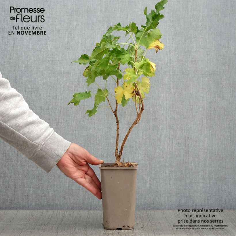 Esimerkki syksyllä toimitetusta Herukka ConfiBerry Jogusto 1,5 litran / 2 litran kannu, Pensas-taimesta