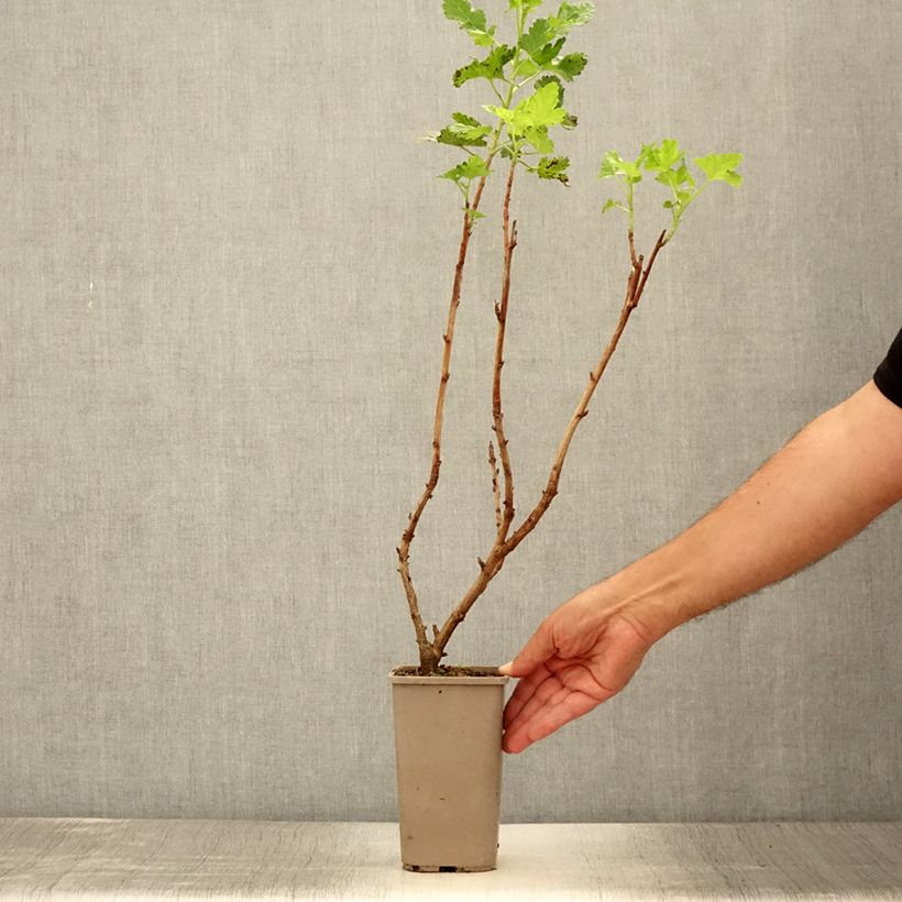 Esimerkki kesällä toimitetusta Herukka ConfiBerry Jogusto 1,5 litran / 2 litran kannu, Pensas-taimesta