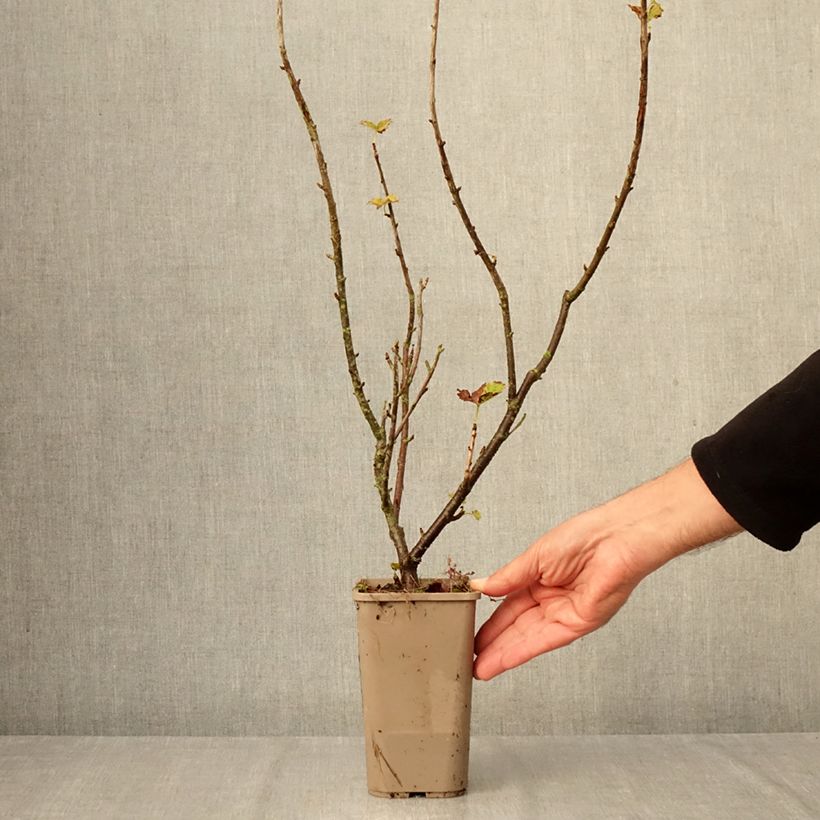 Esimerkki syksyllä toimitetusta Herukka ConfiBerry Jofruti 1,5 litran / 2 litran kannu, Pensas-taimesta