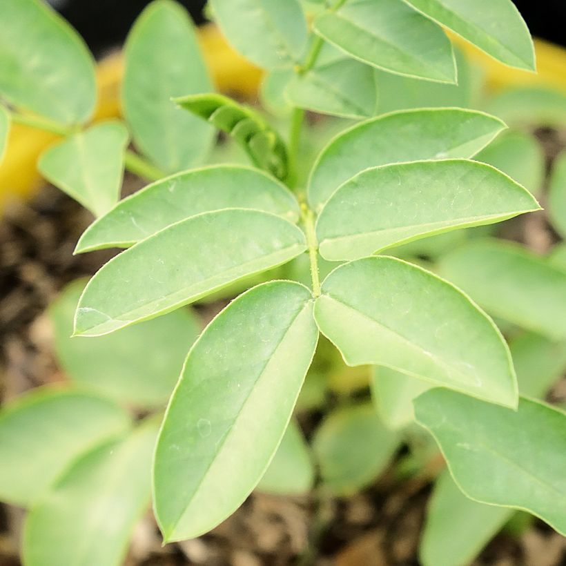 Senna corymbosa (Lehvistö)