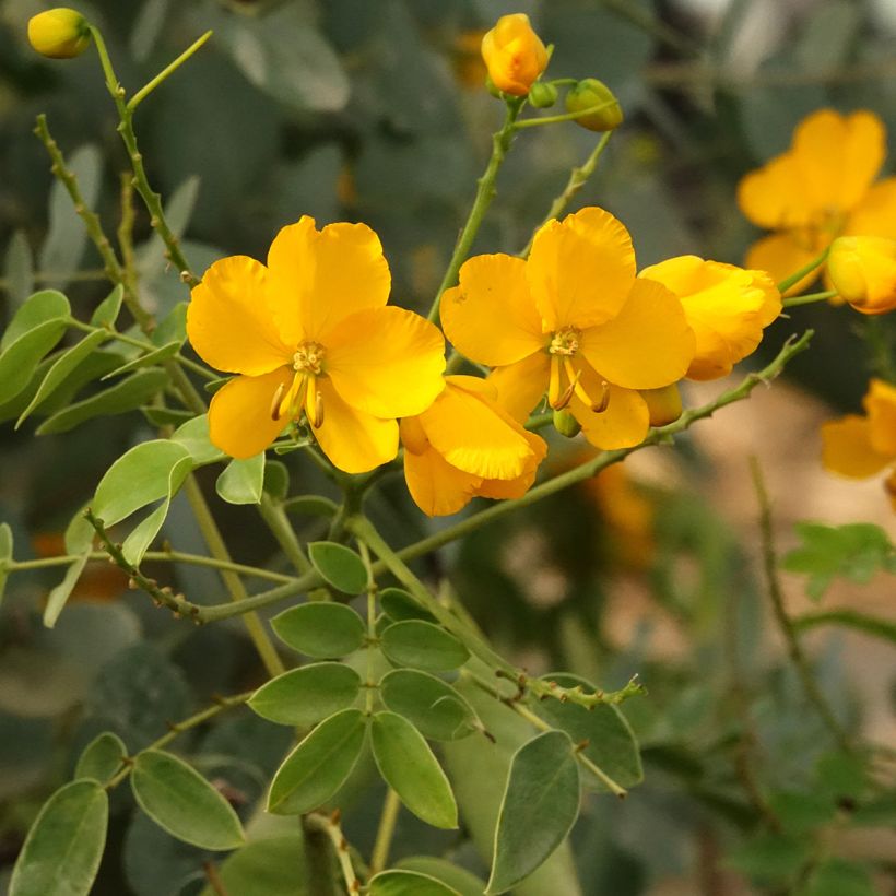 Senna corymbosa (Kukinta)