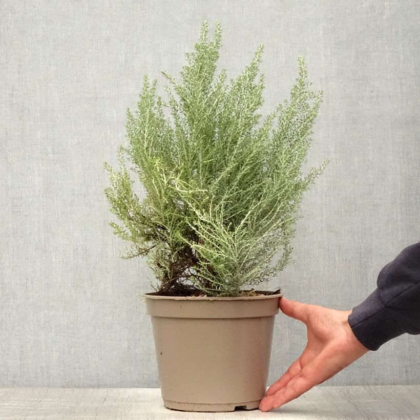 Esimerkki kesällä toimitetusta Cassinia retorta Ward Silver - Buisson miel Pot de 3L/4L-taimesta