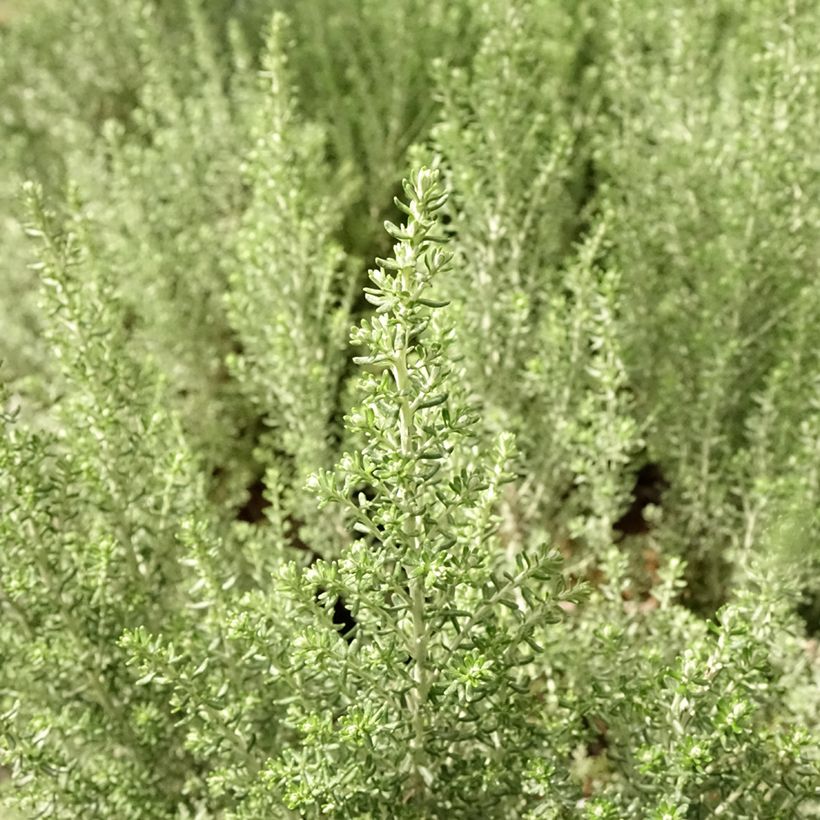 Cassinia retorta Ward Silver (Lehvistö)