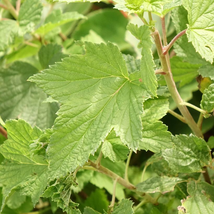 Mustaherukka Cassisima Blackbells (Lehvistö)