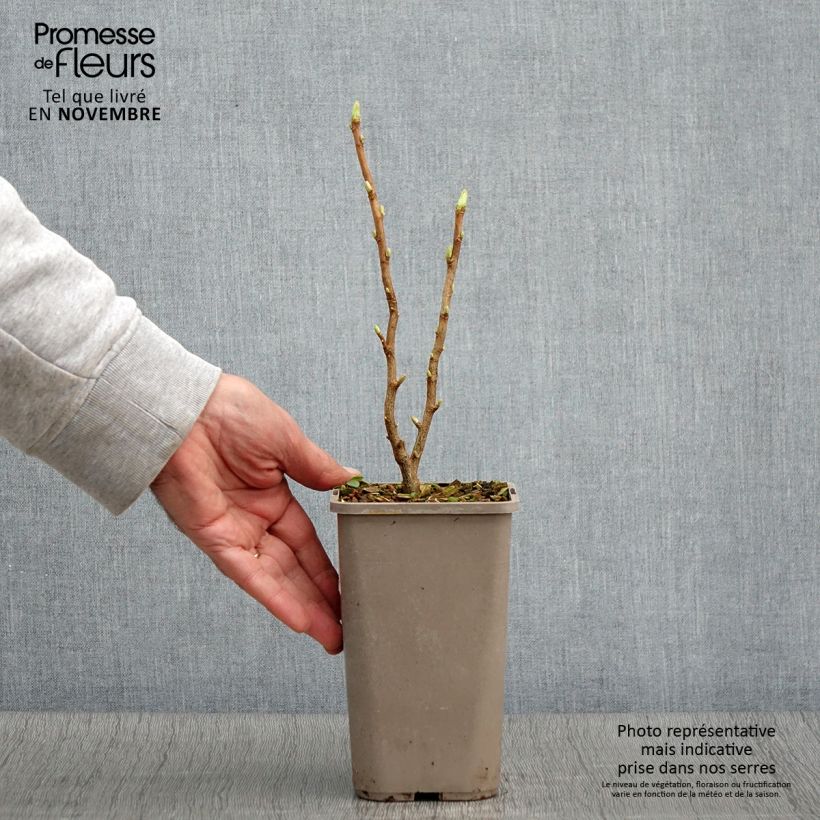 Esimerkki syksyllä toimitetusta Mustaherukka Cassissima Green Life 1,5 litran / 2 litran kannu-taimesta