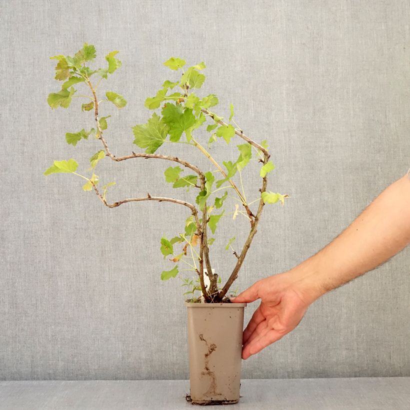 Esimerkki kesällä toimitetusta Mustaherukka Cassissima Green Life 1,5 litran / 2 litran kannu-taimesta