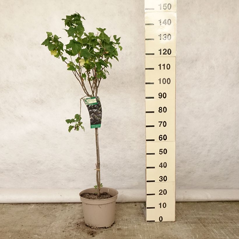 Esimerkki kesällä toimitetusta Mustaherukka Delbard Robusta 7,5 litran / 10 litran ruukku, 1/4 runko-taimesta