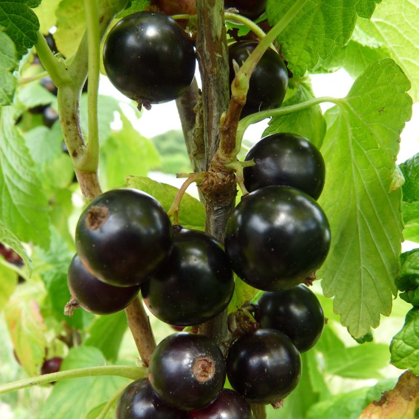 Mustaherukka Noiroma (Sadonkorjuu)