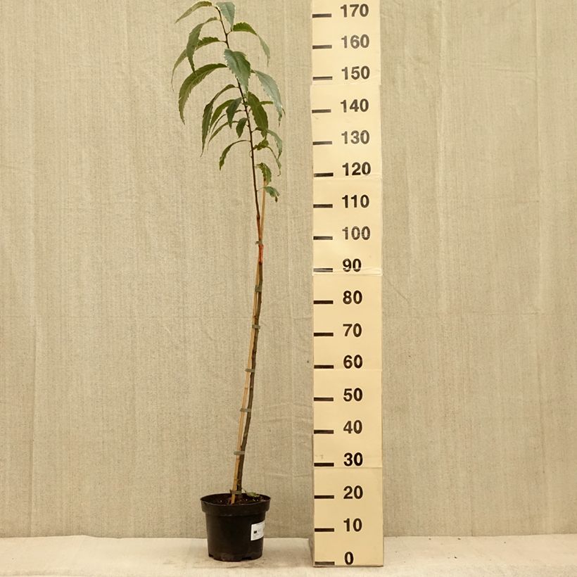 Esimerkki kesällä toimitetusta Jalokastanja Albomarginata 7,5 litran / 10 litran ruukku-taimesta