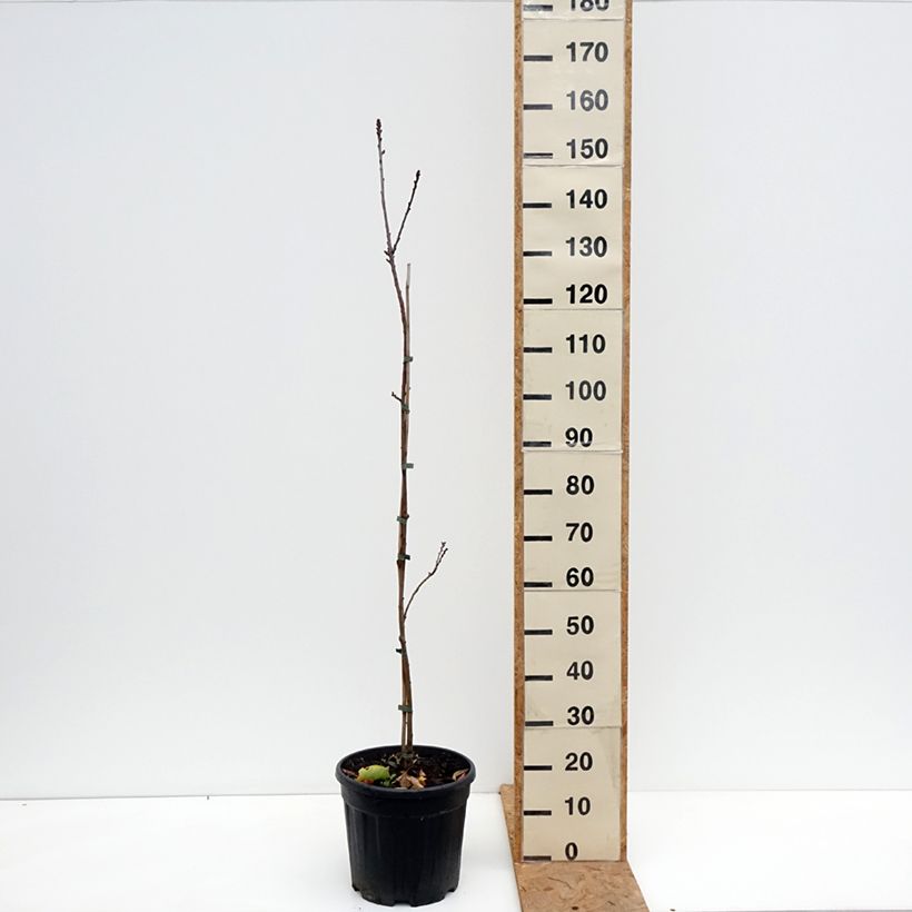 Esimerkki syksyllä toimitetusta Jalokastanja Aspleniifolia 7,5 litran / 10 litran ruukku, Runko-taimesta