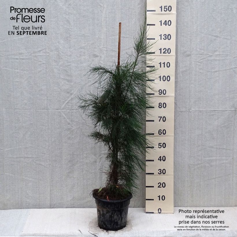 Esimerkki syksyllä toimitetusta Jouhikasuariina - Casuarina equisetifolia 7,5 litran / 10 litran ruukku-taimesta
