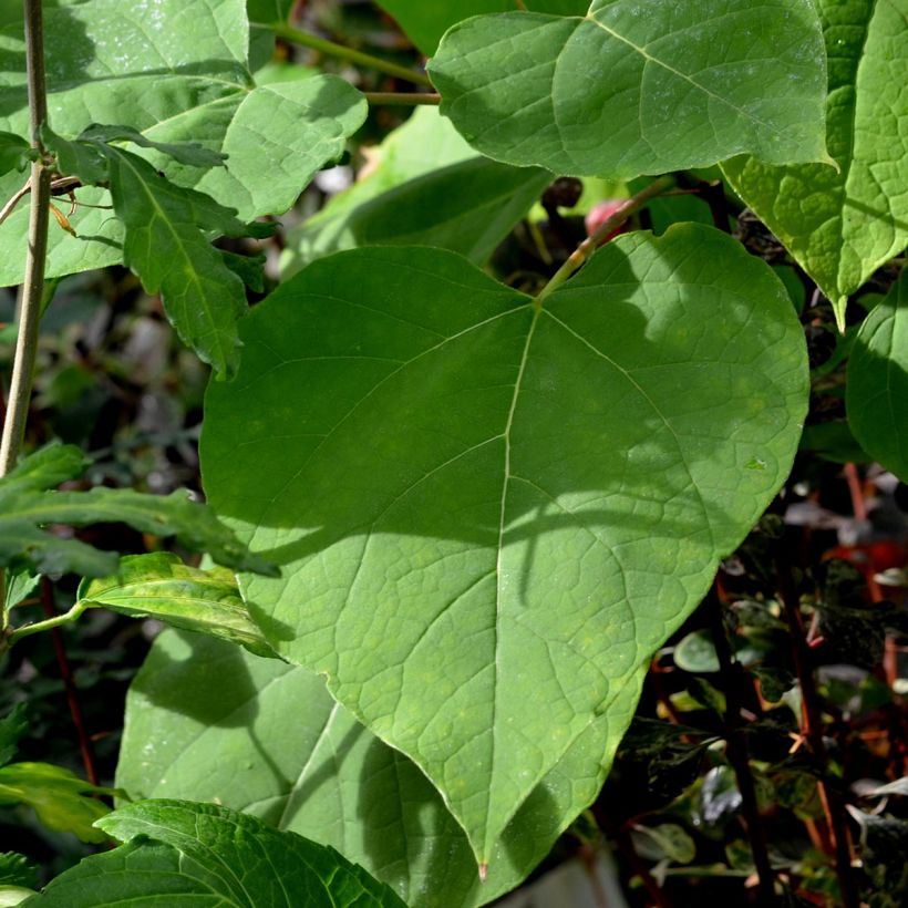 Alabamantrumpettipuu Aurea (Foliage)