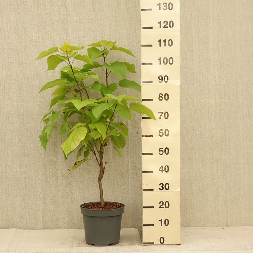 Esimerkki kesällä toimitetusta Alabamantrumpettipuu Aurea Pot de 4L/5L-taimesta