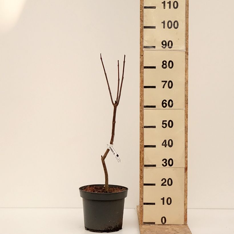 Esimerkki talvella toimitetusta Catalpa bignonioides Aurea - Catalpa doré Pot de 4L/5L-taimesta