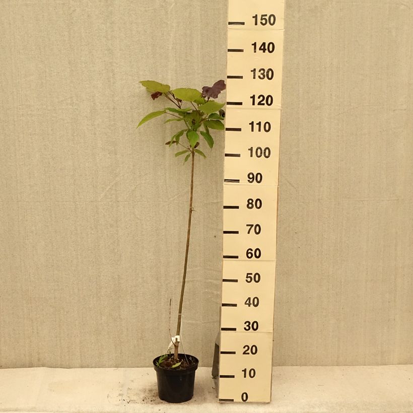 Esimerkki kesällä toimitetusta Risteymätrumpettipuu Purpurea Ruukku 3L / 4L-taimesta