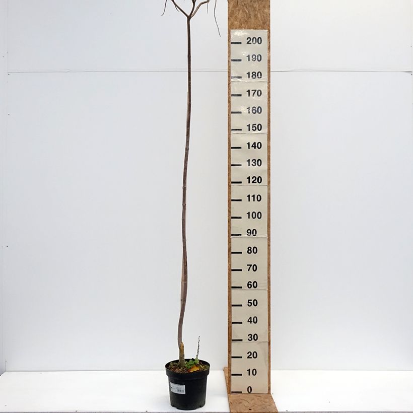 Esimerkki syksyllä toimitetusta Keltatrumpettipuu Slender Silhoutte 7,5 litran / 10 litran ruukku-taimesta
