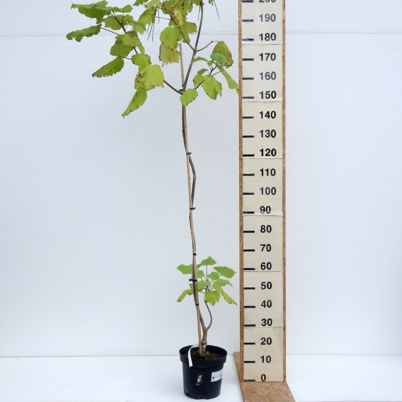 Esimerkki kesällä toimitetusta Keltatrumpettipuu Slender Silhoutte 7,5 litran / 10 litran ruukku-taimesta