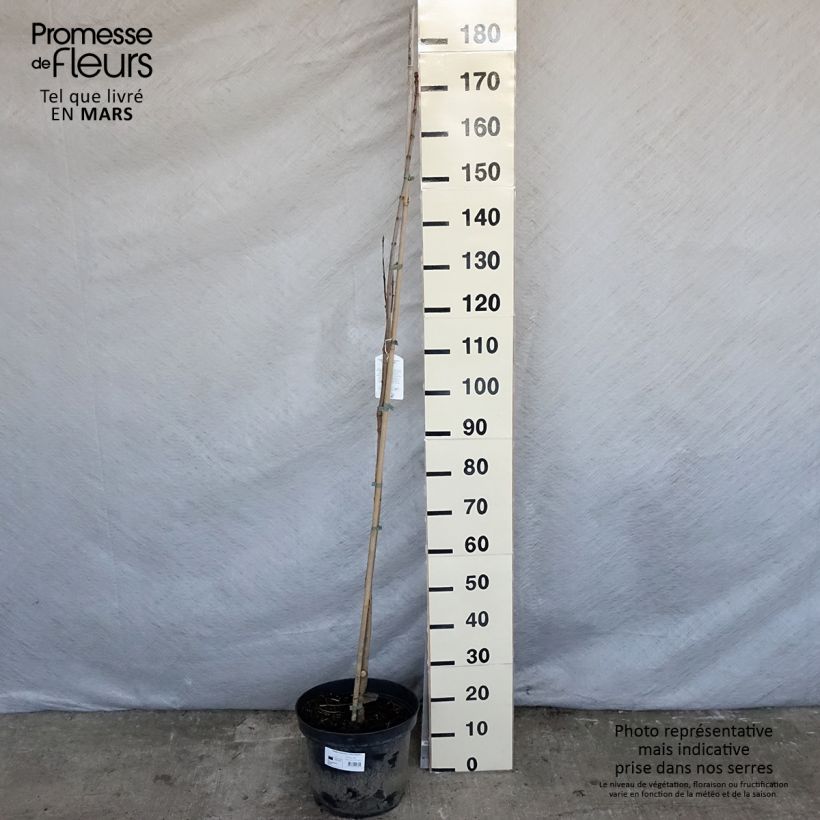 Esimerkki keväällä toimitetusta Loistotrumpettipuu pulverulenta Pot de 7,5L/10L-taimesta