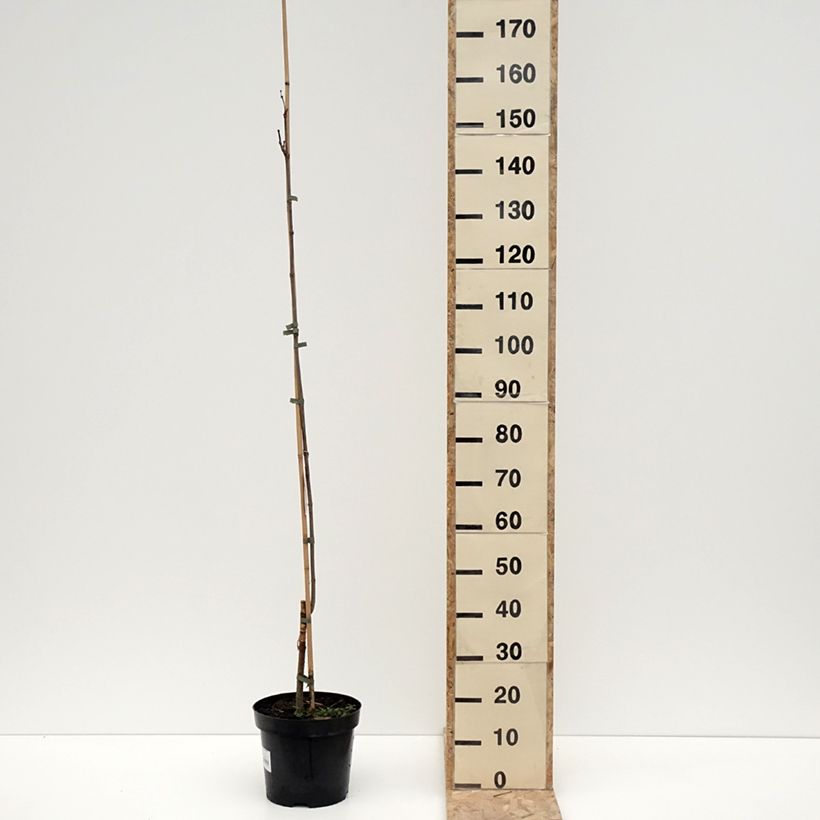 Esimerkki talvella toimitetusta Catalpa speciosa Pulverulenta - Catalpa élégant Pot de 7,5L/10L-taimesta