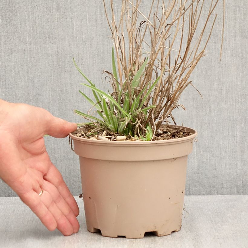 Esimerkki kesällä toimitetusta Sinikatana - Catananche caerulea Ruukku 2L / 3L-taimesta