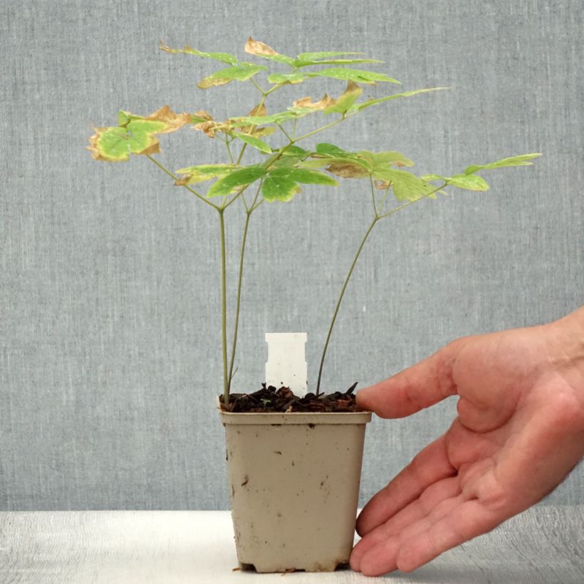 Esimerkki kesällä toimitetusta Caulophyllum thalictroides Godet de 8/9 cm-taimesta