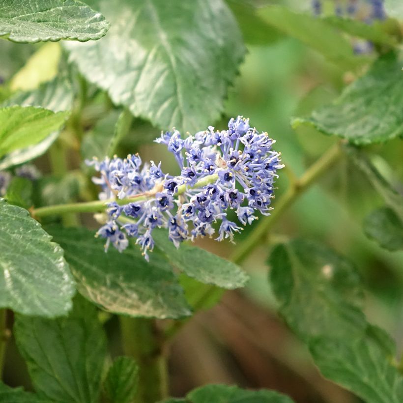 Sinipensas Trewithen Blue (Kukinta)