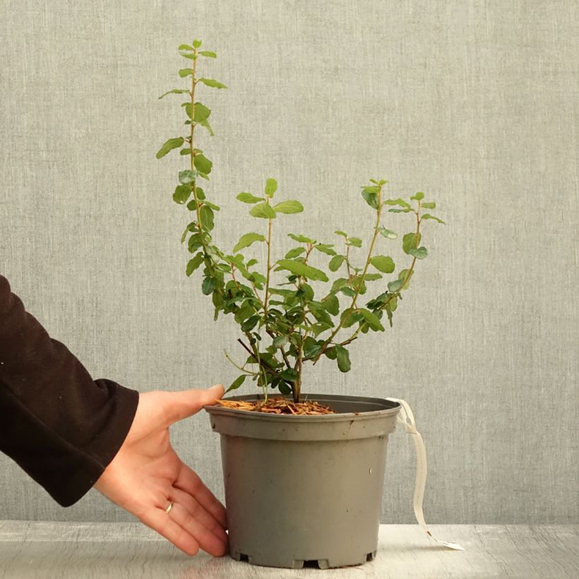 Esimerkki syksyllä toimitetusta Céanothe Autumnal Blue Pot de 2L/3L-taimesta