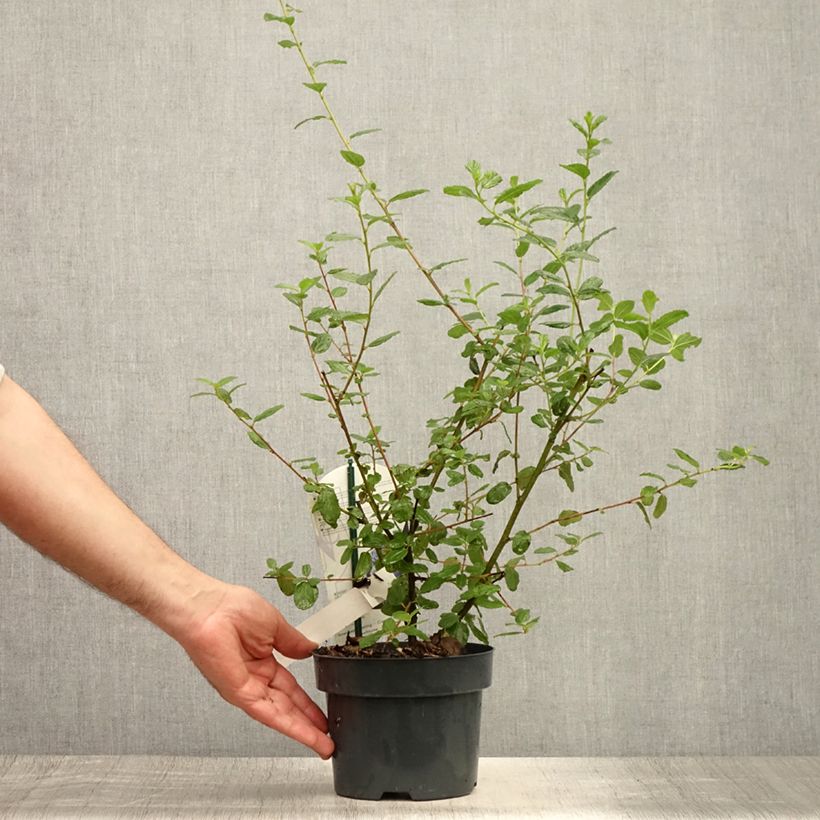 Esimerkki kesällä toimitetusta Sinipensas Burkwoodii Pot de 2L/3L-taimesta