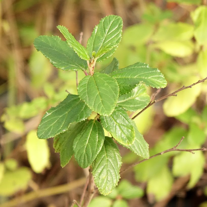 Sinipensas Burkwoodii (Lehvistö)