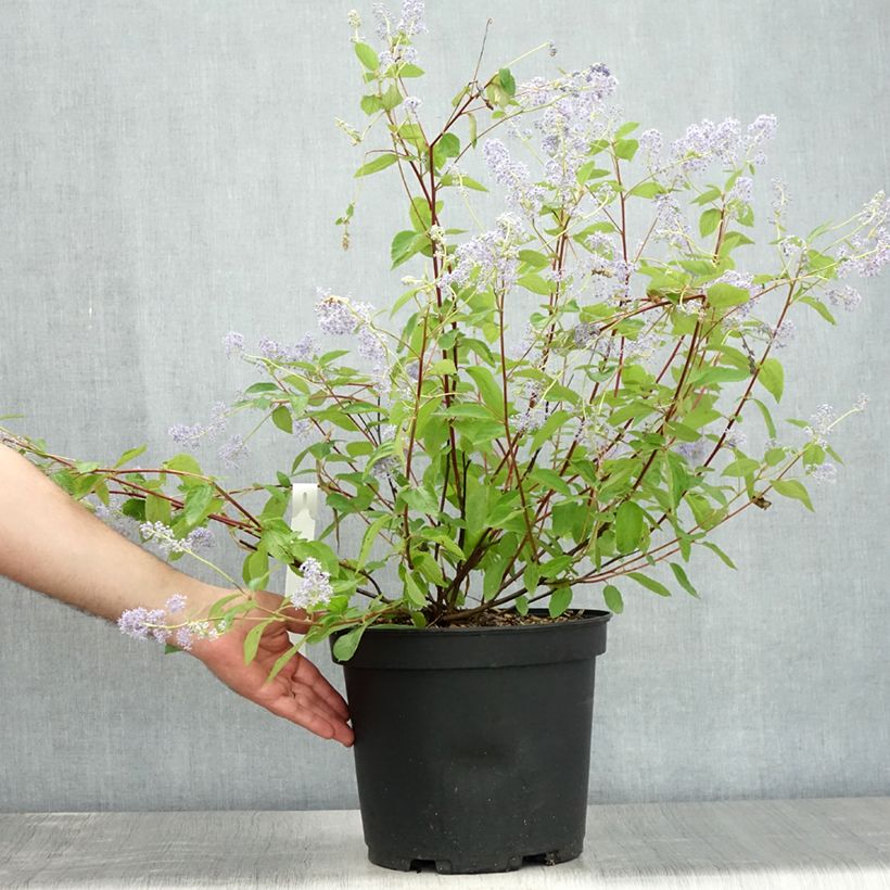 Esimerkki kesällä toimitetusta Sinipensas Gloire de Versailles Pot de 7,5L/10L-taimesta