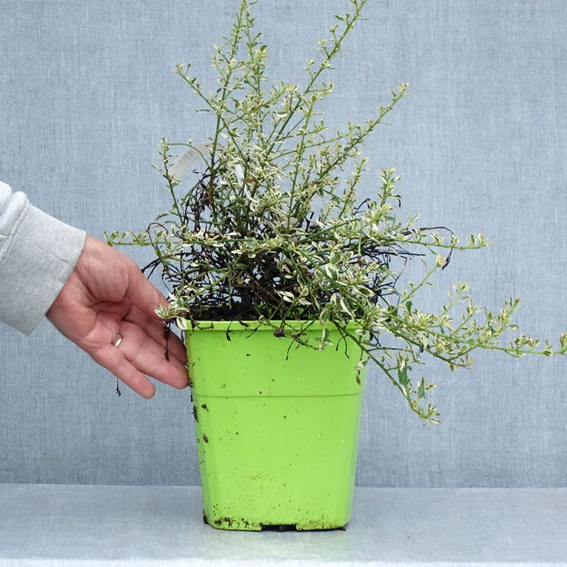 Esimerkki kesällä toimitetusta Sinipensas Cool Blue Pot de 4L/5L-taimesta
