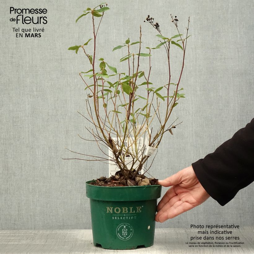 Esimerkki keväällä toimitetusta Tuoksio Marie Blue Pot de 3L/4L-taimesta