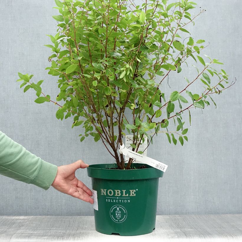 Esimerkki kesällä toimitetusta Tuoksio Marie Rose Ruukku 7,5L / 10L-taimesta