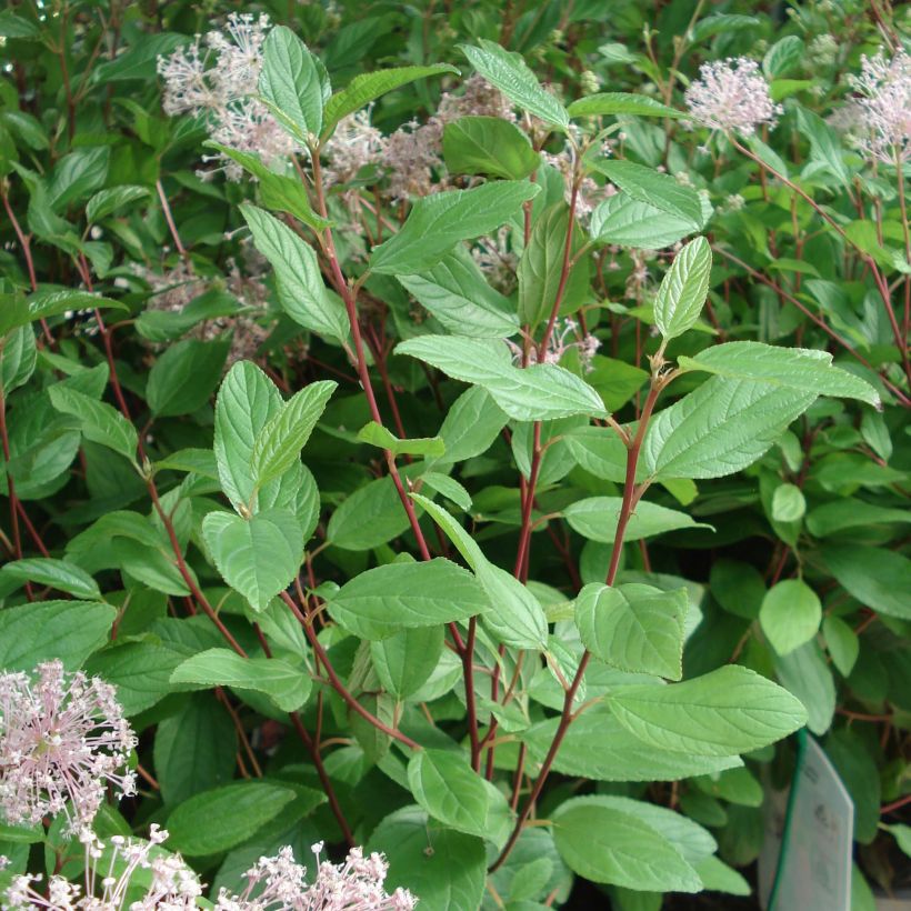 Sinipensas Marie Simon (Lehvistö)