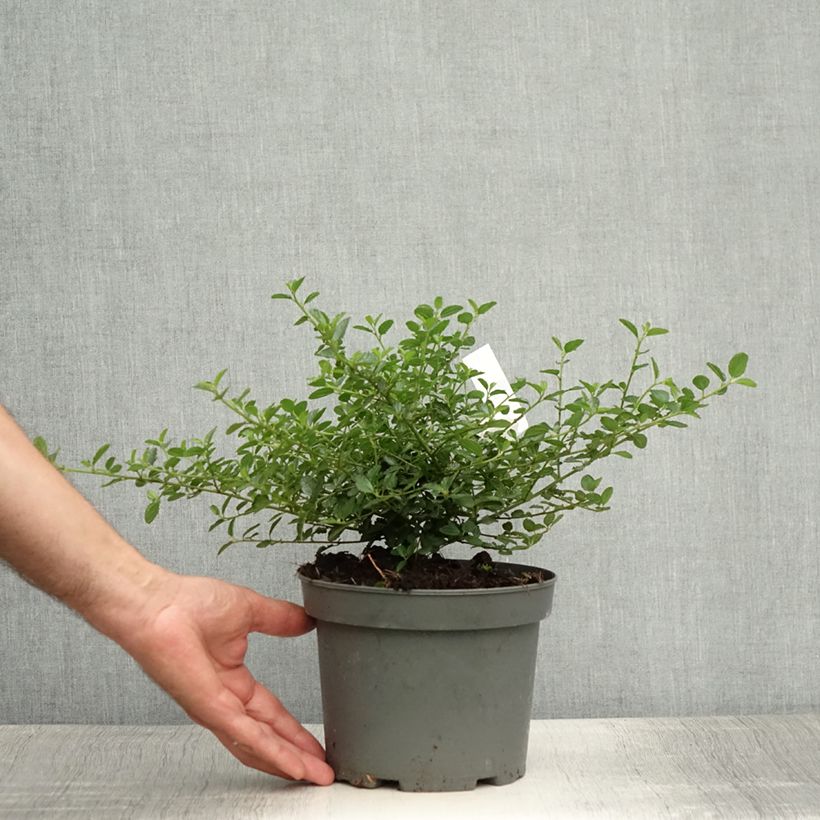 Esimerkki kesällä toimitetusta Sinipensas Repens Ruukku 2L / 3L-taimesta