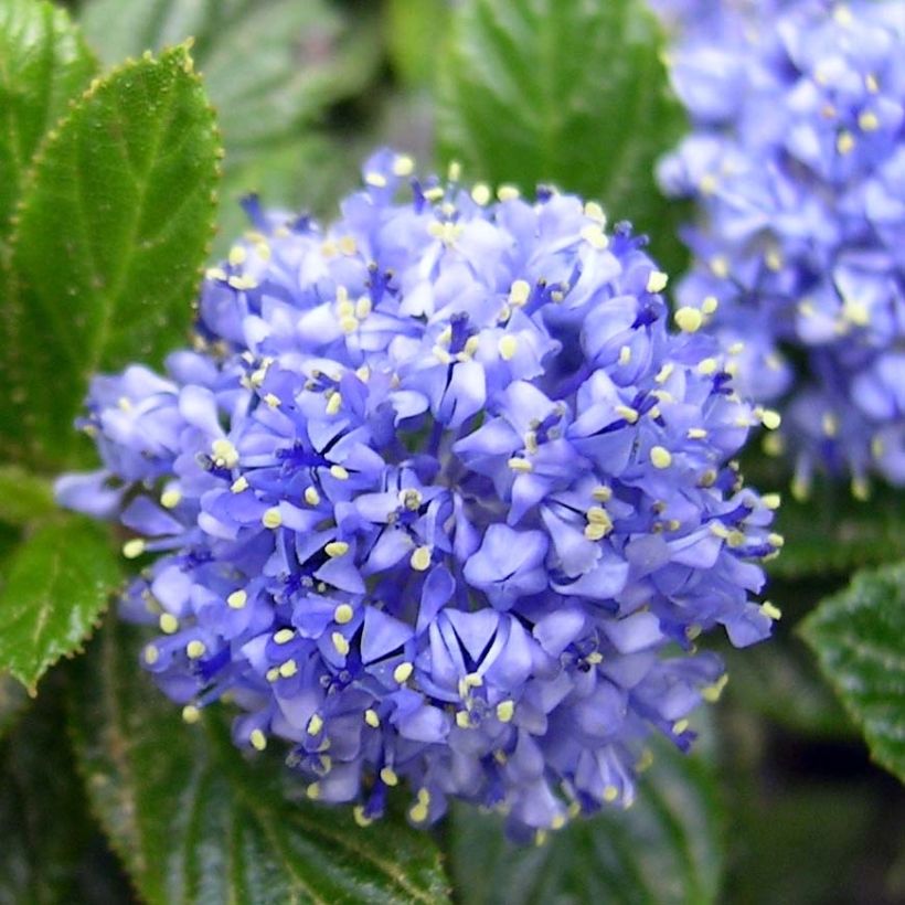 Sinipensas Repens (Kukinta)