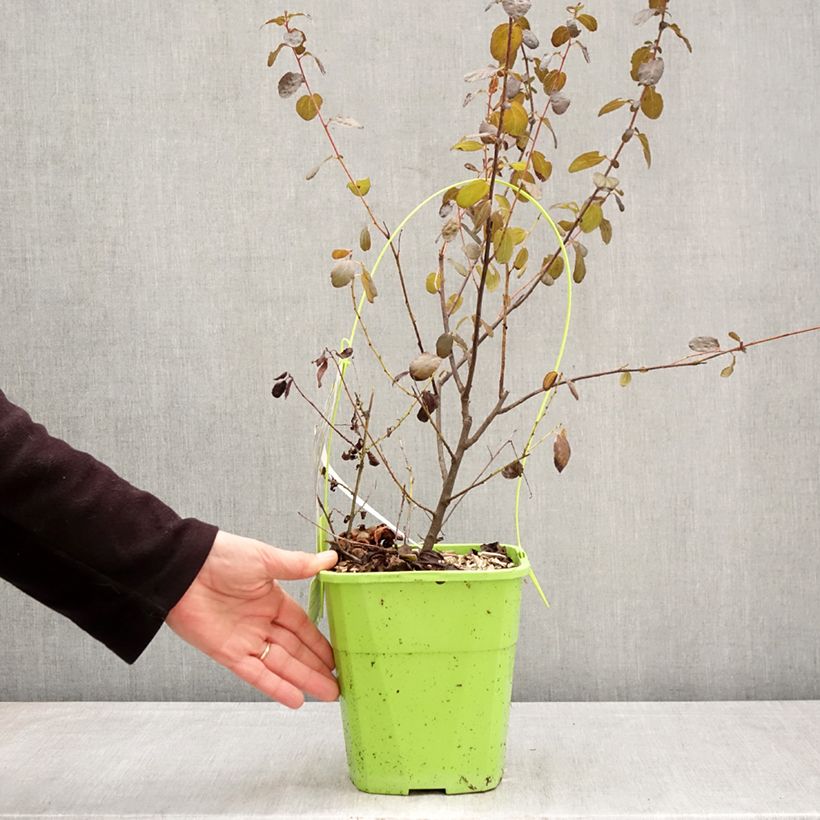Esimerkki keväällä toimitetusta Sinipensas Tuxedo Pot de 4L/5L-taimesta