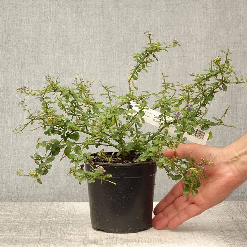 Esimerkki kesällä toimitetusta Sinipensas Blue Mound Pot de 2L/3L-taimesta