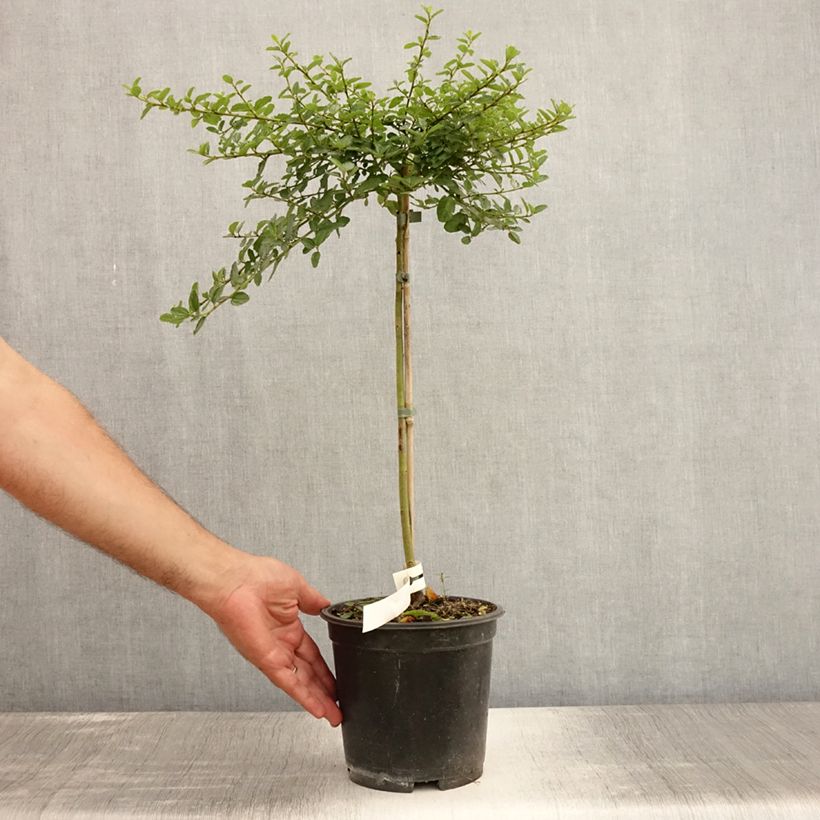 Esimerkki kesällä toimitetusta Sinipensas Blue Mound Pot de 3L/4L, Tige-taimesta